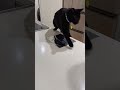 【実験】猫は本当にアルミホイルが嫌いなのか実験した結果…　 shorts cat 猫 保護猫 デブ猫 黒猫 ボス猫 アルミホイル