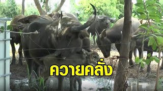 ควายแม่ลูกอ่อนคลั่ง ขวิดคนจูงพาเข้าร่ม เสียชีวิต 1 เจ็บสาหัส 1