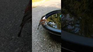 Little Chestnut-backed chickadee drinking water