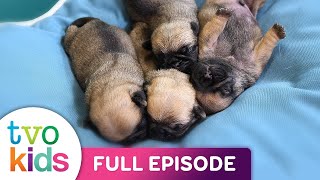 Cutie Pugs - Baby Ella - Full Episode