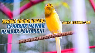 Download Mp3 SUARA BURUNG |166| Kenari GACOR PANJANG INI Cocok untuk Masteran KENARI PAUD dan Kenari Macet BUNYI