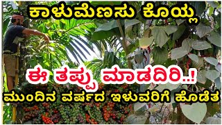 ಕೊಯ್ಲು ಮಾಡುವಾಗ ಈ ವಿಷಯದಲ್ಲಿ ಗಮನ ಇರಲಿ | Black Pepper Harvesting | ಕಾಳು ಮೆಣಸು ಕೃಷಿ |Black Pepper |