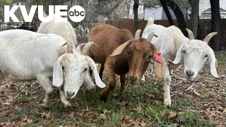 Steiner Ranch deploys goats for wildfire prevention efforts