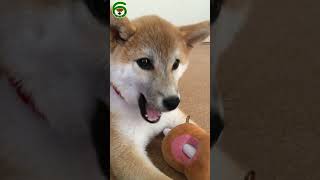 犬の歯が抜ける瞬間 #Shorts