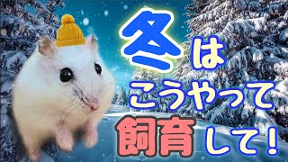 寒くなったらハムスター飼育はこう変えて！