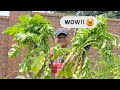 Harvesting Organically Grown Daikon Radish | A-Z Home & Garden