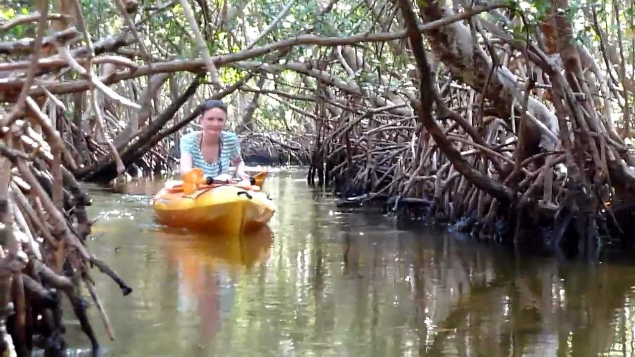 Lido Key Mangrove Tunnels Kayak - YouTube