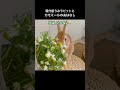 現代版うみラビットとカモミールの小さなおはなし cute videos of bunnies ピーターラビット rabbit