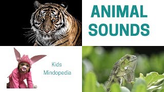 Animal and Bird Sounds | Educational |  Mindopedia Kids I Vihaan Garg