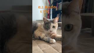 【おはぎさん】いつもと違うおはぎさん #cat #猫のいる暮らし #猫動画 #三毛猫 #いつもと違うところ