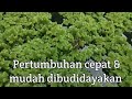 4 Hal Menarik Tentang Tanaman Azolla || Budidaya Azolla