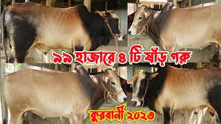 মাত্র ৯৯ হাজার টাকা লটে ৪ টি ষাঁড় কিনুন.কুরবানী ২০২৩ এর জন্য স্পেশাল ২ দাঁতের ষাঁড় গরু.kurbani ox