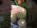 ferocactus alamosanus/kaktus terbesar di Malaysia #SHORTS