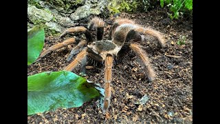 Megaphobema robustum, Colombian Giant  rehouse and care