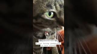 お昼寝から起きて甘えるポヤポヤちゃん　　　　　　　A cat being pampered in his sleep#short #cats