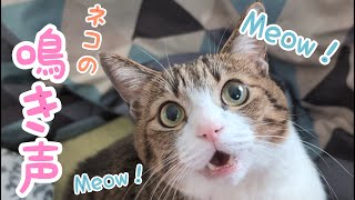 おしゃべりする猫のうなぎくん⑳【猫の鳴き声】vol.1054