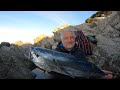 he is angry big albie off the rocks fishing for false albacore