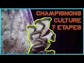 🍄 Les 7 ÉTAPES de la CULTURE du CHAMPIGNON