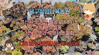 대구성암다육농원  1동 사무실동  -  3편 수연과 루미너스철화