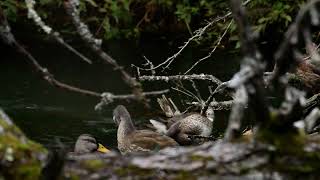 オシドリ　羽繕い　鴛鴦　Mandarin duck Aix galericulata