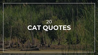 20 Cat Quotes | Good Quotes | Quotes for Whatsapp