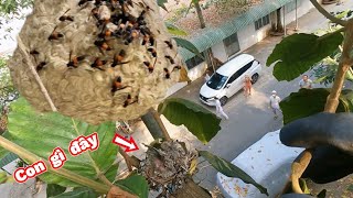 Tổ Ong Rơi Xuống Tại BỆNH VIỆN Nguy Hi.ểm Đến Người Dân. Beehive Falls At Hospital Dangerous