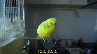 お喋りセキセイインコ、チャッピー。本日のひと言二言三言…　Chappie the budgie is speaking a few words today