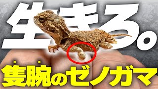 【生命力】隻腕のトカゲの赤ちゃん、気高く生きています【 爬虫類 飼育 ゼノガマ 】