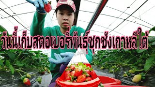 เก็บสตอเบอรี่สายพันธุ์ชุกชังเกาหลีใต้จ้า