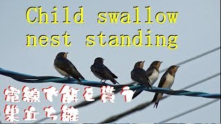 【ツバメの巣立ち】電線で餌を貰う巣立ち雛A child swallow who gets food from a parent by electric wire