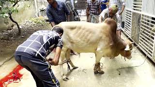 গরু ফালানো হচ্ছে | Grounding time | Qurbani Eid 2022 |