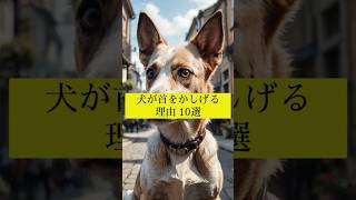 犬が首をかしげる理由10選 #犬の雑学 #犬の豆知識 #犬のいる暮らし #犬の行動学