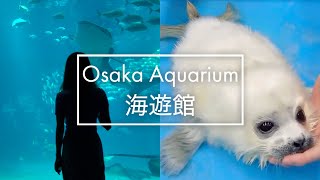 Osaka Aquarium | BIGGEST shark in captivity and BABY SEAL all grown up! | Kaiyukan Travel Vlog