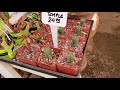 chill plant shopping vid orange county nursery upland nursery