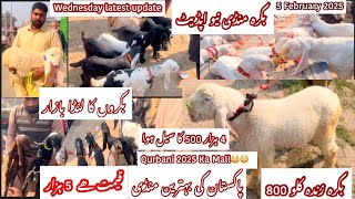 Wednesday latest update | Shahpur kanjra Mandi | Bakra mandi Lahore | Goat farming in pakistan