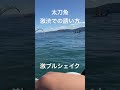 【激渋のとき釣果を伸ばす】誰でも出来る太刀魚の誘い方❗️ 太刀魚 加太 ミニボート 鯛 アジ 青物 タチウオ タチウオテンヤ てんや 太刀魚テンヤ 船釣り 令和5年10月22日