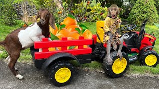 Bim Bim takes the goat to harvest orange and  vegetables | Full version