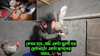 কেমন হবে,,যদি একটা মুরগী হয় ছোটখাটো একটা ছাগলের সমান 🐓🐐