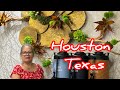 Vlog 772 : Cô Hồng Cuộc Sống Mỹ Đã Đến Houston Texas Rồi Rất Vui