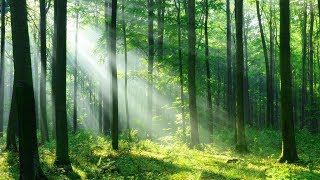 머리가 맑아지는 숲 속 치유음악 🎵 3시간 자연 명상음악, 마음이 편안해지는 음악, 새소리와 하프연주 (Forest Light)