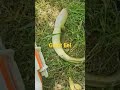 Amazing Giant Eel