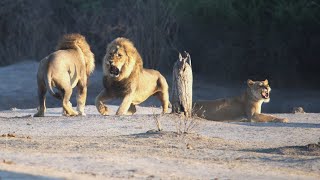 Sekoti vs Waziba | Lions Fighting | Lion Fight!