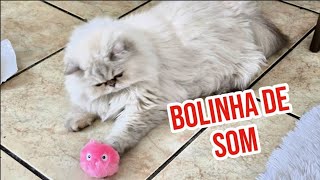 Bolinha de som! Brinquedo novo para gato! Vem abrir com a gente! #brinquedos