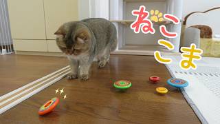 猫とコマのおもちゃで遊ぶ！【独楽回し spin a top】