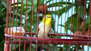 Oriental White Eye Bird Singing In The Morning