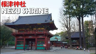 【4K】Tokyo Walk | Walk around Nezu Shrine | 根津神社 | 人気の谷根千 東京下町風景が残る根津にある根津神社を歩く