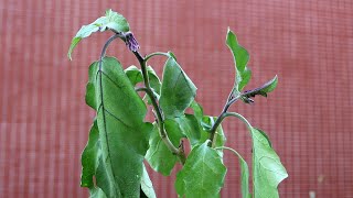 茄子开花时，少了“它”，易落花落果