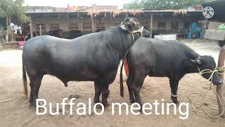 Buffalo meeting and cow