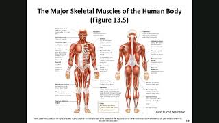 Human Biology Chapter 13 Muscular System