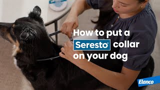 How to Put a Seresto® Collar on Your Dog